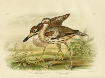 Tarambola-de-bico-grande, 1891